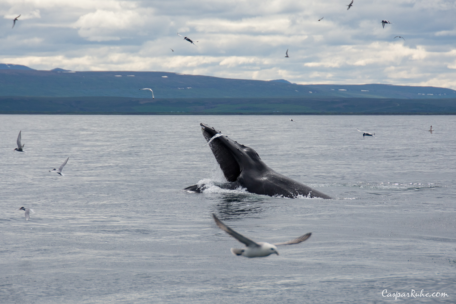 Humpback Whale